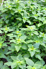 Fototapeta na wymiar Green amaranth plant in the garden