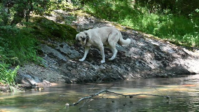 Turkish shepherd dog by the stream. Kangal dog walking near creek on rocky ground nature background. Large Anatolian shepherd dog exploring forest river bank outdoor rural wildlife animal pet video