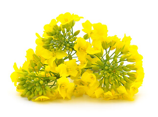 Mustard Flower blossom. - 653446810