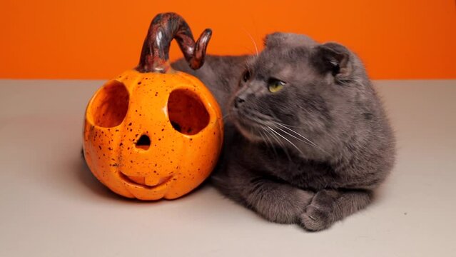 

Celebrating Halloween with a festive scene of a cat and an orange pumpkin. The cat shouts Halloween greetings to all. The ceramic pumpkin as a candle holder