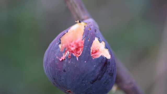 Figs eaten by birds
