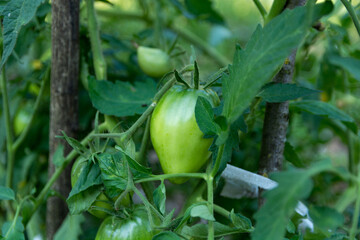 A close up of a young green tomato hanging from the vine in a summer garden. The tomato is organically grown. Agricultural concept