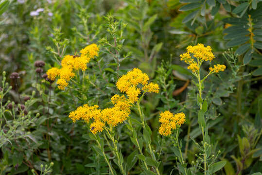 Stiff Goldenrod Flowers Growing In The Native Plant Garden In Summer In Wisconsin