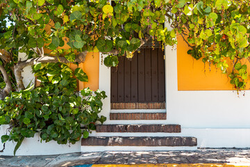 wooden door with yellow paint around a tree from puerto rico san juan