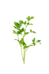 Parsley Leaves Isolated