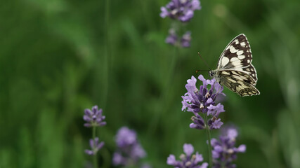 Melanargia galathea, the Papilio galathea Linnaeus butterfly, is sipping nectar from a lavender flower in Germany. Banner with copy space