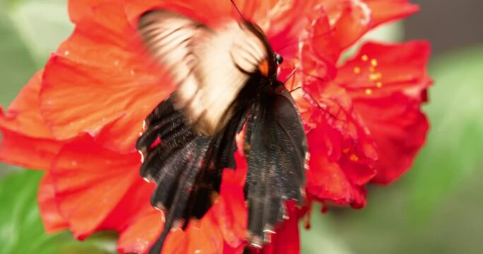 Exotic animals wildlife: butterfly climbs flowers and fly away