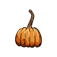 pumpkin drawing vector