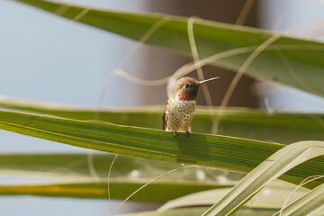 Hummingbird is sitting on a palm tree leaf, beautiful blue sky in the background