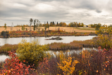 View of a pond and beaver lodge in autumn at Kuhnen Park in Lacombe County, Alberta, Canada © Amy Mitchell