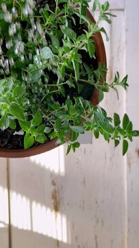Watering an oregano herb plant overhead