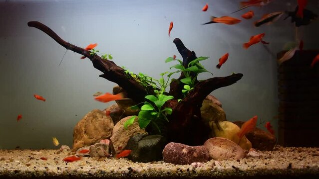 Xiphophorus hellerii (swordtail), Platy  Xiphophorus Maculatus swimming in tropical aquarium decorated with stones, bogwood, plants