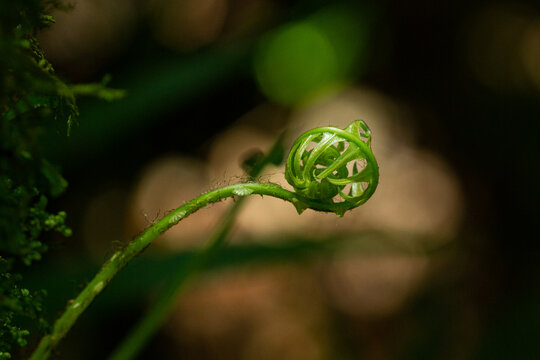 Baculum, young fern leaf