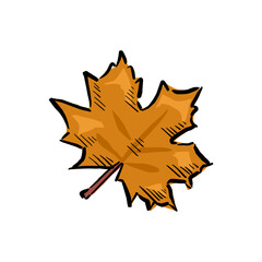 autumn leaf drawing vector