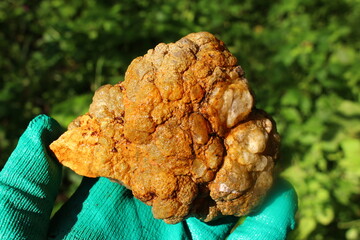 A large quartz nodule with a lumpy shape, rockhounding. Russia - obrazy, fototapety, plakaty