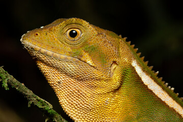 Green lizard close up in the atlantic rainforest