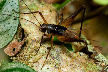 Brachypterous cricket 