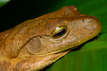 Hammer frog resting showing the translucent eyelid