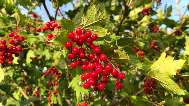 Viburnum tree (Adoxaceae). Bright red viburnum berry on a tree with green leaves. Viburnum opulus tree.