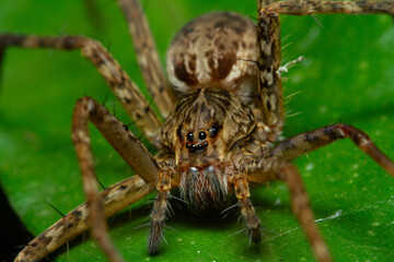 Spider on leaf