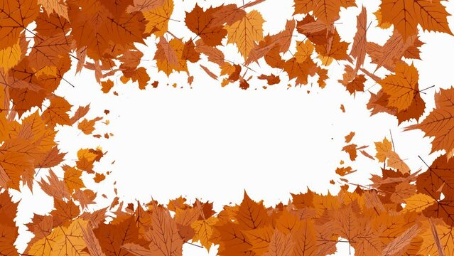 Autumn leaves form a frame on a white background. A lot of orange leaves are rotating on white background and form of a frame. 4K seamless looping videos