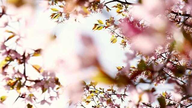 Blowing Cherry Blossoms under The Blue Sky in Spring. Fluttering in the Soft Breeze, Cherry Blossoms Sakura Flowers in A Japanese Garden in Spring. South Korea, Japan. Floral Pink Image