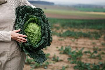Farmer holding big kale cabbage at agricultural field. Farming and harvesting leaf vegetable in fall season - obrazy, fototapety, plakaty