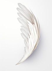 feather on white