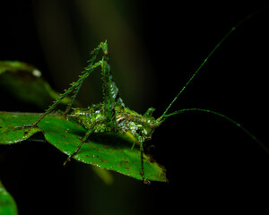 Angara katydid resting on leaf