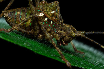 Camouflage of peacock katydid Tanuseilla travassosi