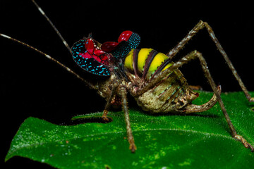 Tanusiella travassosi katydid