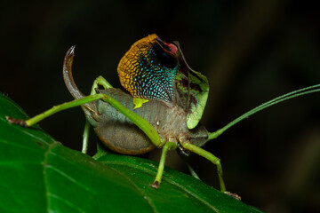 Peacock katydid showing its colorful wings
