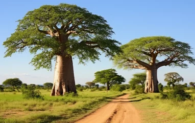 Rolgordijnen Baobab trees in Africa. Generative AI © piai