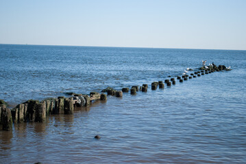 A perspective view of wooden groynes sticking out of the water. The ocean is blue and calm. The sky is a clear blue.