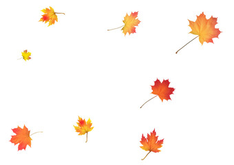 Autumn background made of beautiful maple leaves.