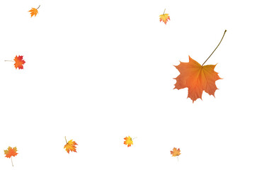 Beautiful autumn maple leaves swirling in the wind.