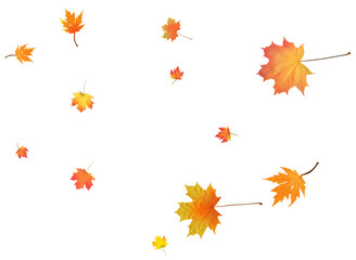 Autumn bright maple leaves background.