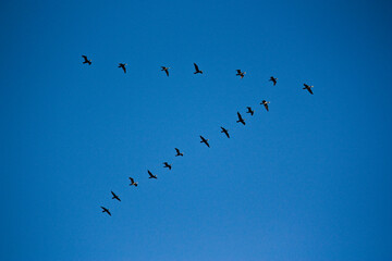 Wild geese flying away in a V-formation