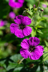 Close up of Armenian cranesbill (geranium psilostemon) flowers in bloom