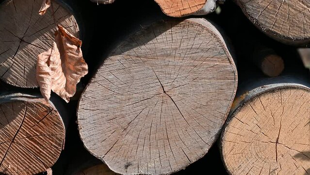 Cut wood logs. Rows of firewood.