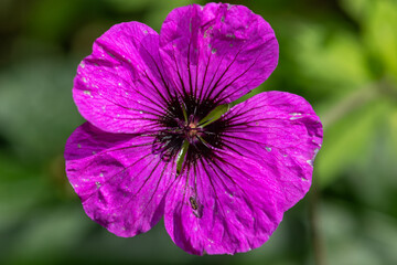 Fototapeta premium Macro shot of an Armenian cranesbill (geranium psilostemon) in bloom
