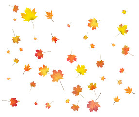 Gold Autumn background. golden maple leaves.