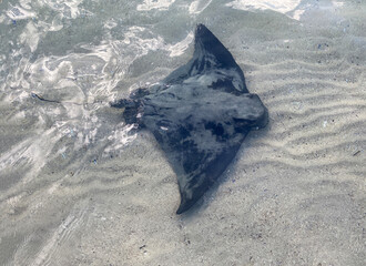 Stingray in the ocean, fish in the water near the beach, Stingray swims in nature