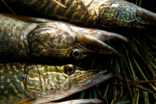 pickerel
