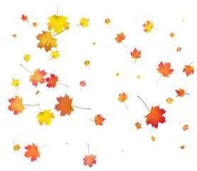 Falling golden autumn maple leaves.