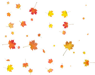 Falling golden autumn maple leaves.