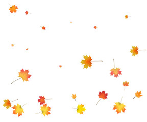 Falling golden autumn maple leaves.