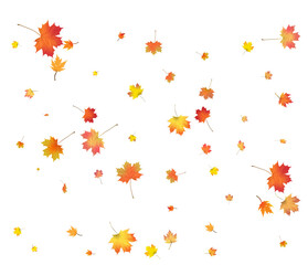 Falling golden autumn maple leaves.