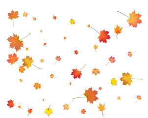 Falling golden autumn maple leaves.