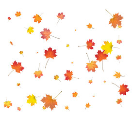 Falling golden autumn maple leaves.